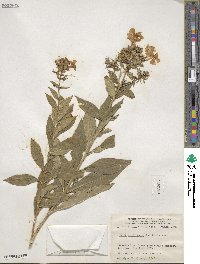 Phlox paniculata image