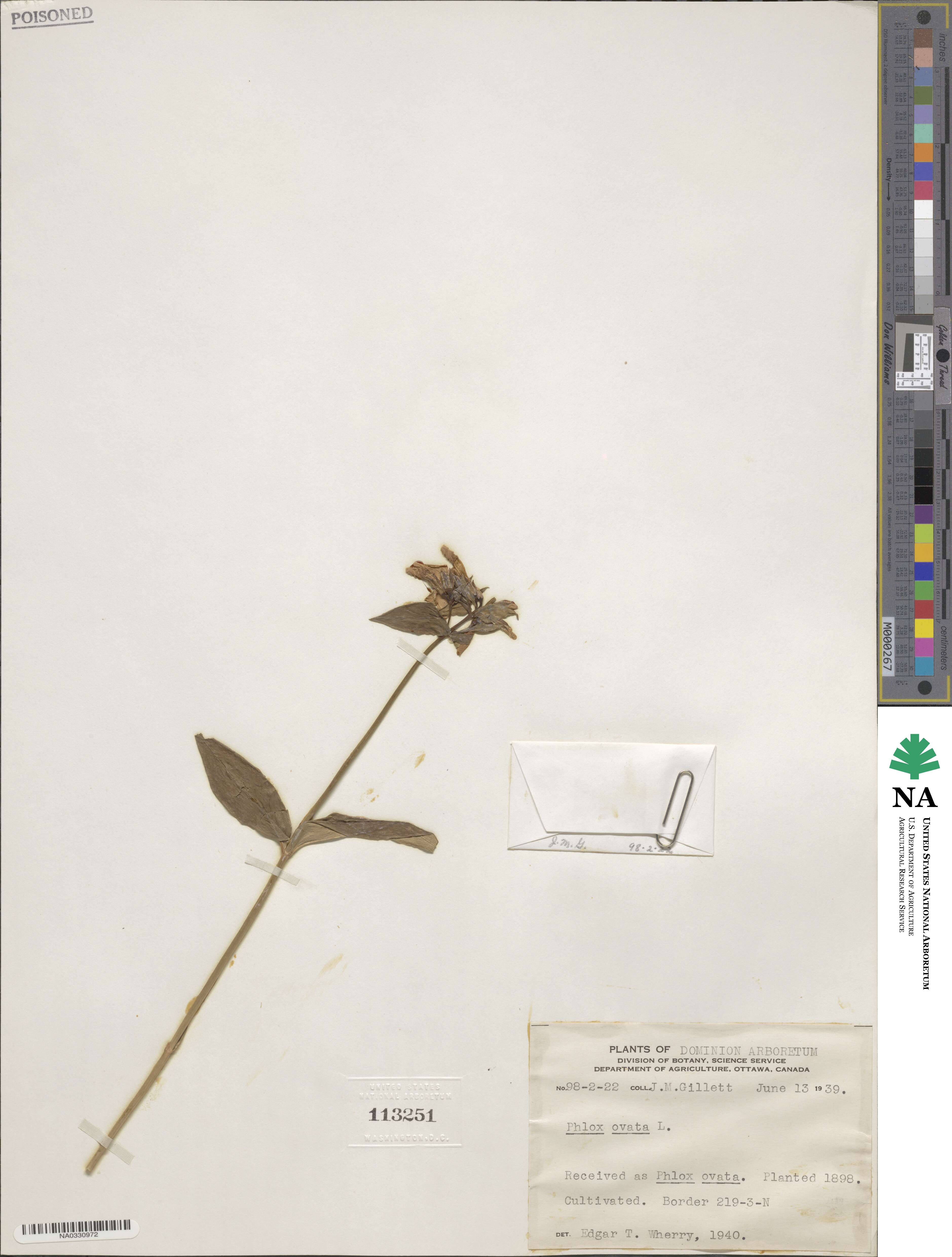 Phlox ovata image