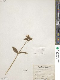 Phlox ovata image