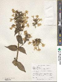 Phlox maculata image