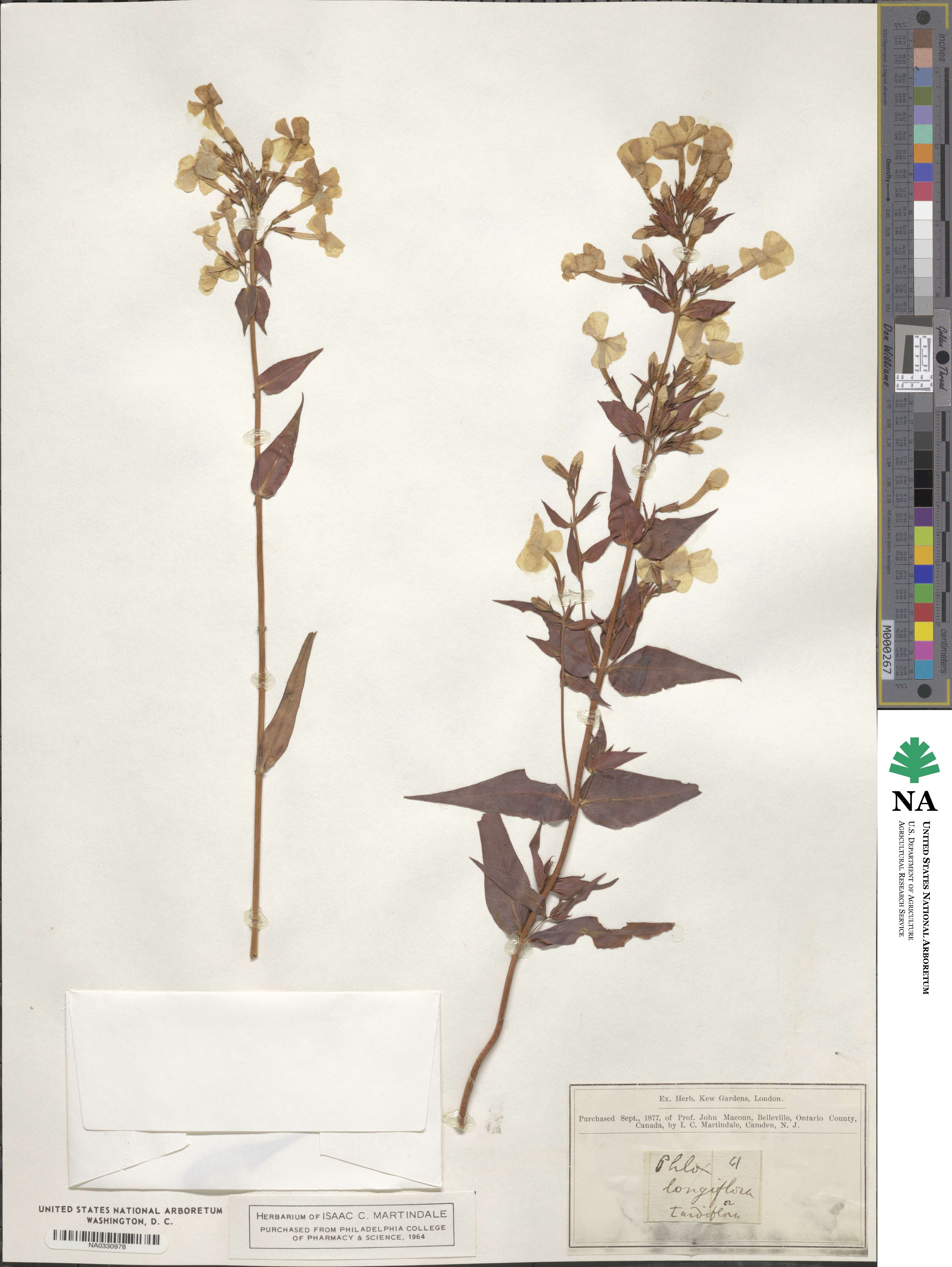 Phlox maculata subsp. pyramidalis image