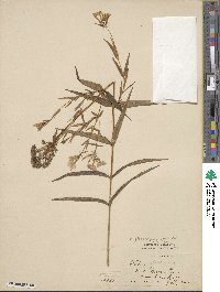 Phlox glaberrima image