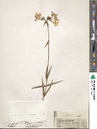 Phlox glaberrima image