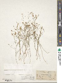 Navarretia leptalea image