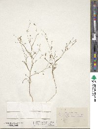 Navarretia leptalea subsp. leptalea image