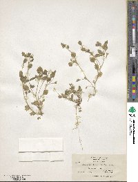 Collomia heterophylla image