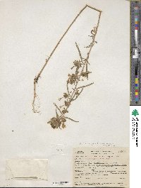 Image of Collomia grandiflora