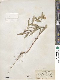 Collomia grandiflora image