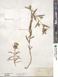 Collomia grandiflora image