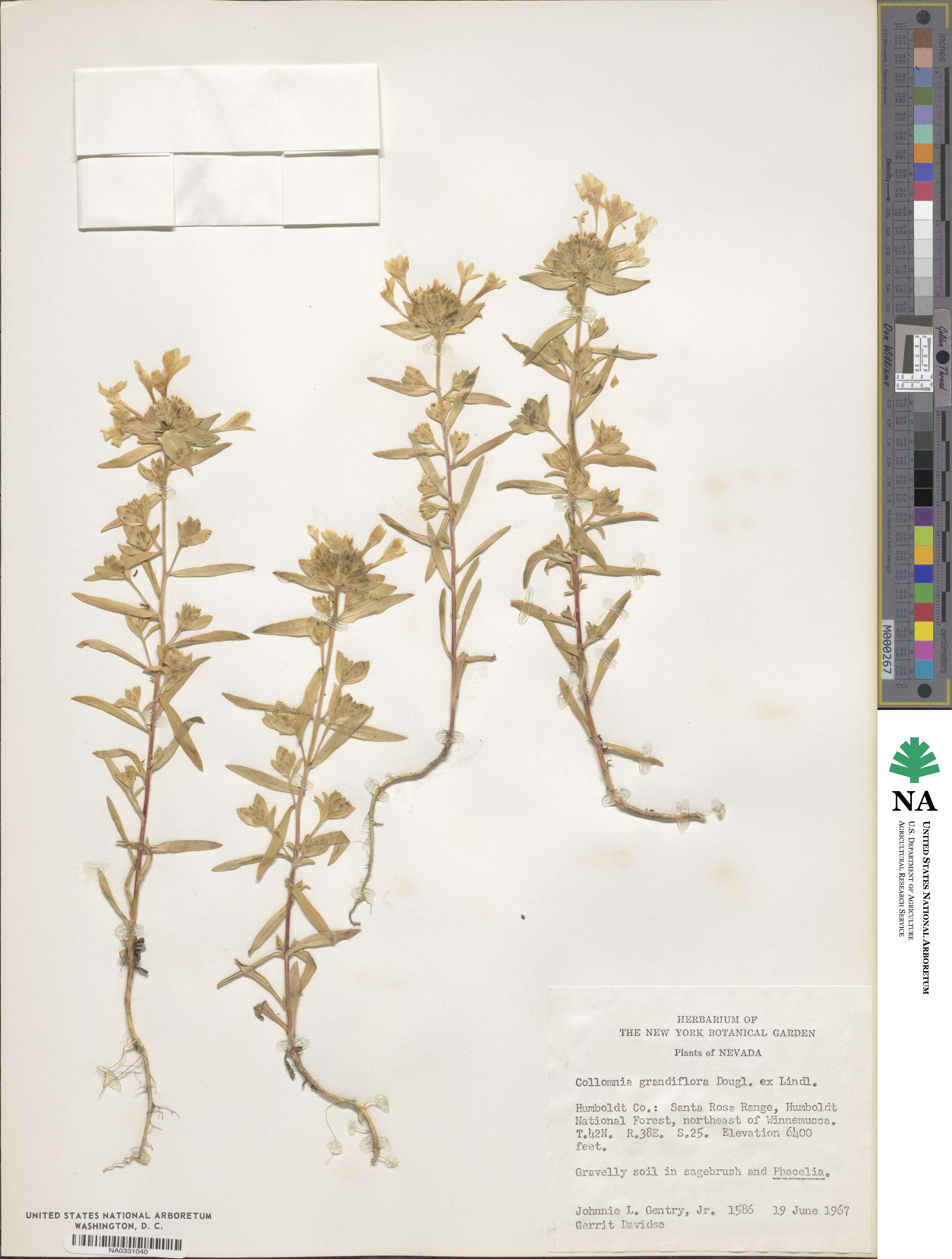 Collomia grandiflora image