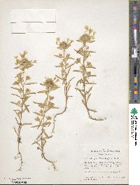 Collomia grandiflora image