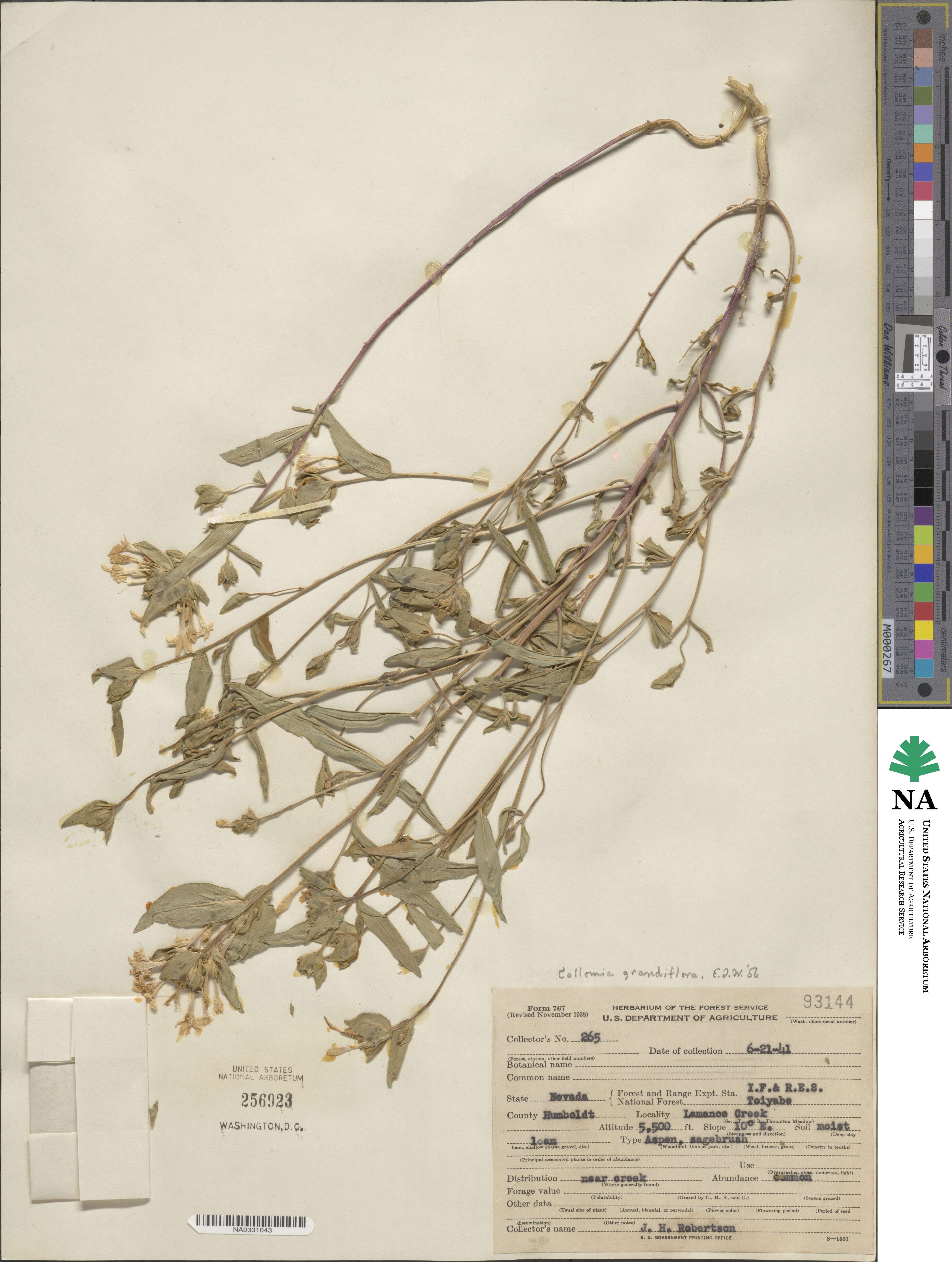 Collomia grandiflora image
