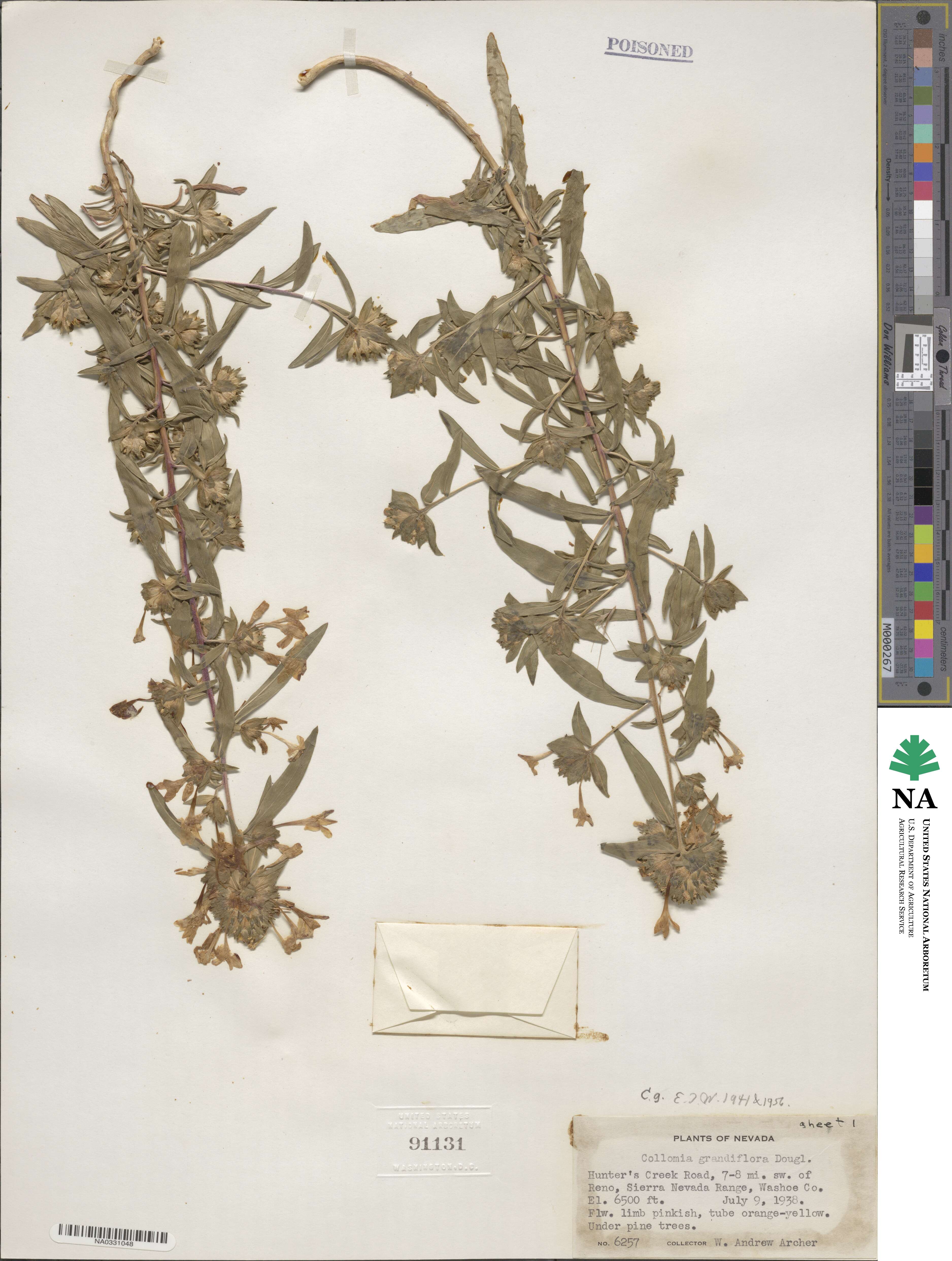 Collomia grandiflora image