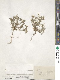 Phlox gracilis image