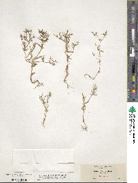 Phlox gracilis image