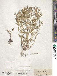 Phlox gracilis image