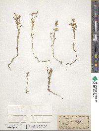 Phlox gracilis image