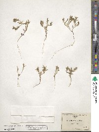 Phlox gracilis image