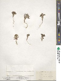 Phlox gracilis image