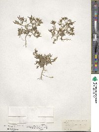 Phlox gracilis image