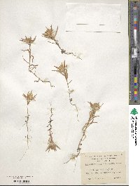 Collomia biflora image