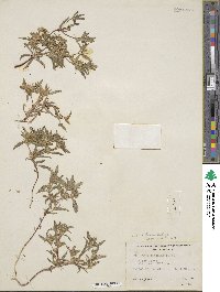 Collomia tinctoria image