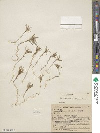 Collomia tinctoria image