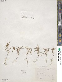 Collomia tinctoria image