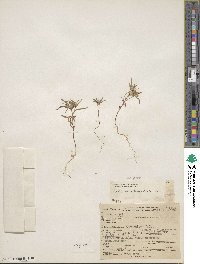 Collomia tinctoria image