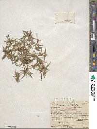 Collomia tinctoria image