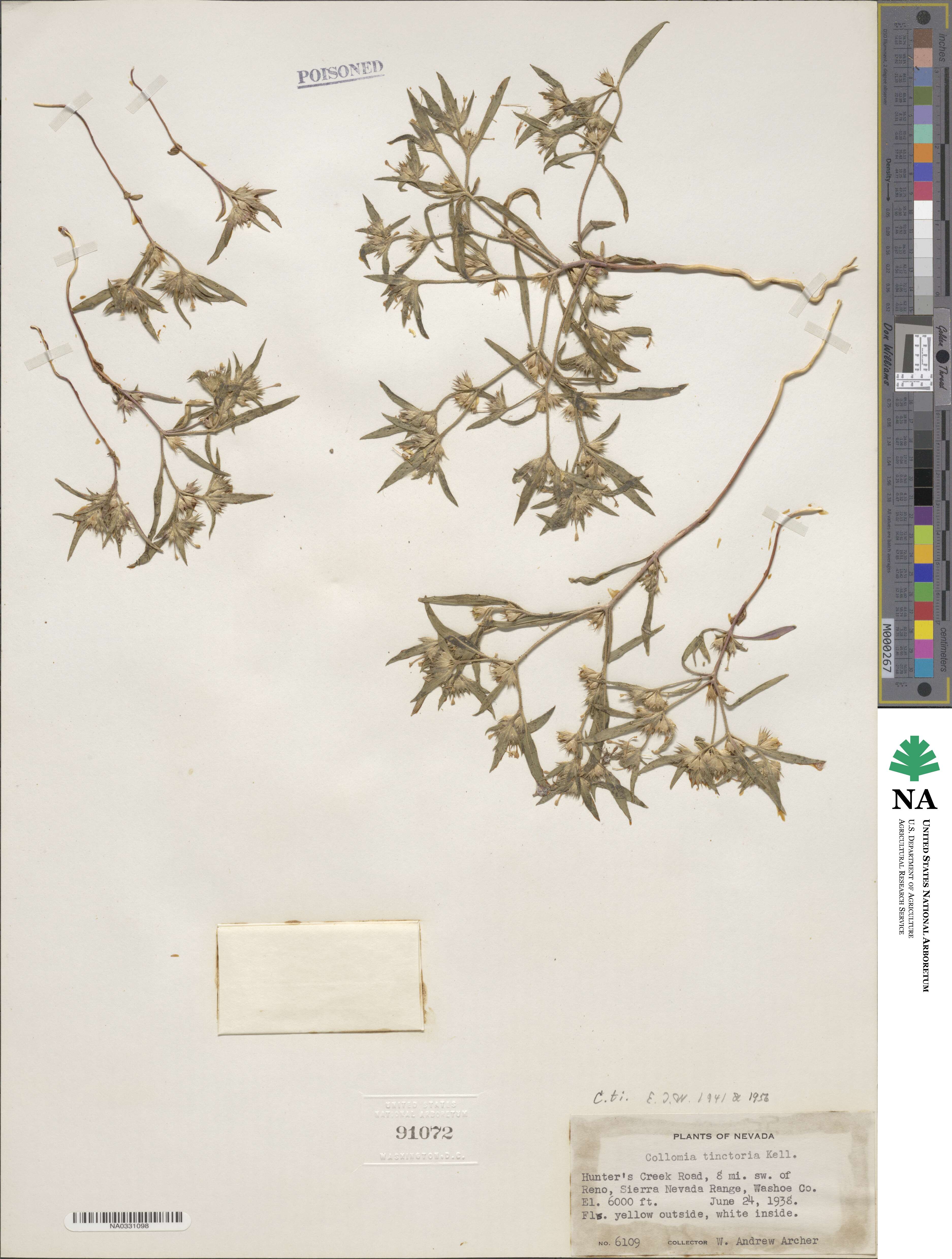 Collomia tinctoria image