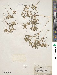 Collomia tinctoria image