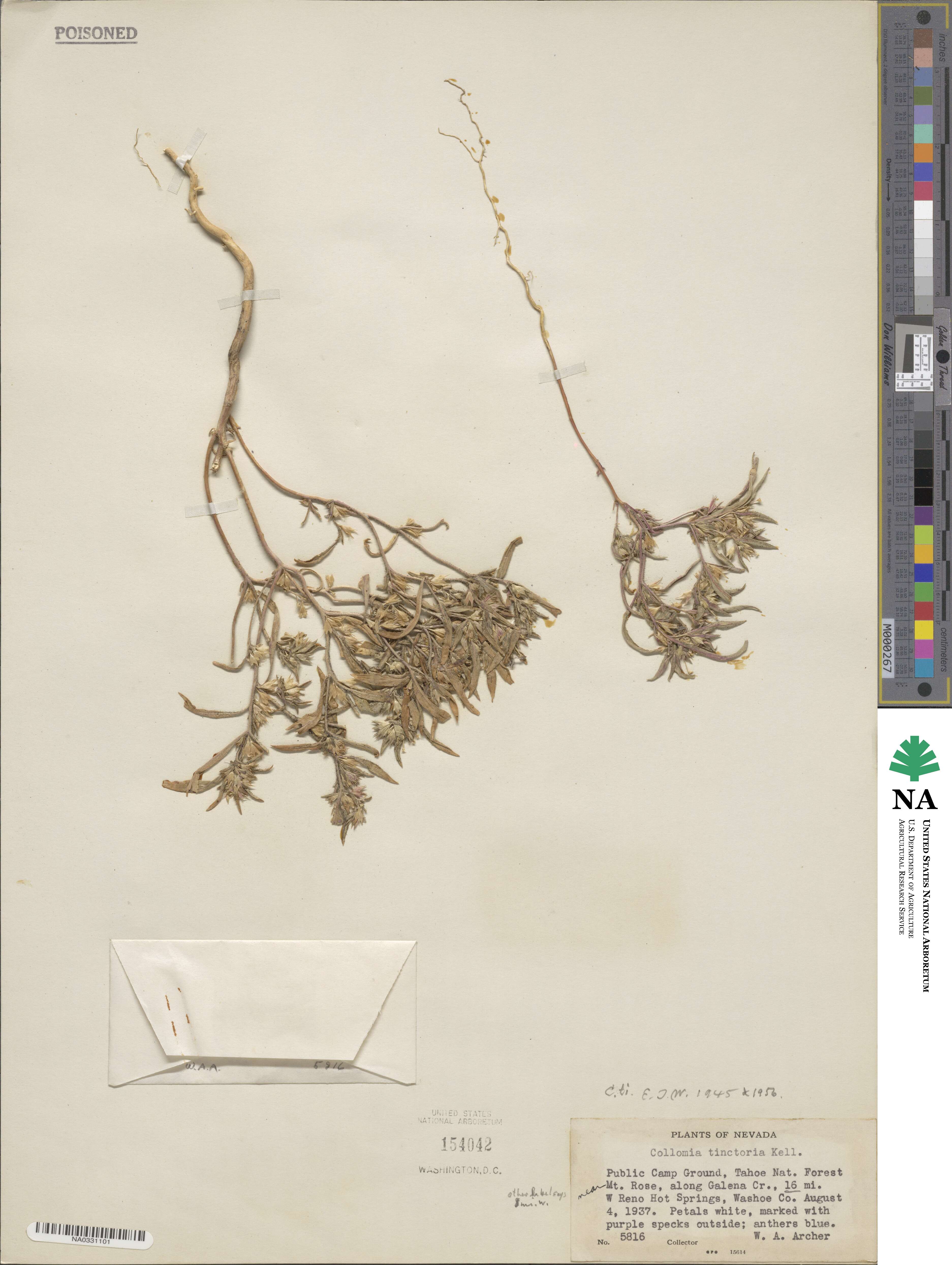 Collomia tinctoria image