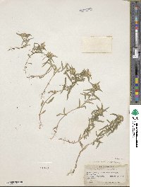 Collomia linearis image