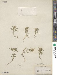 Collomia linearis image