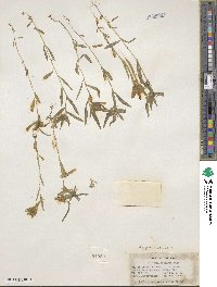 Collomia linearis image