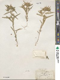 Collomia linearis image