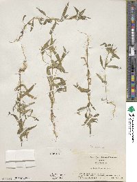 Collomia linearis image