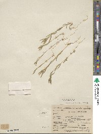 Collomia linearis image