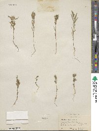 Collomia linearis image