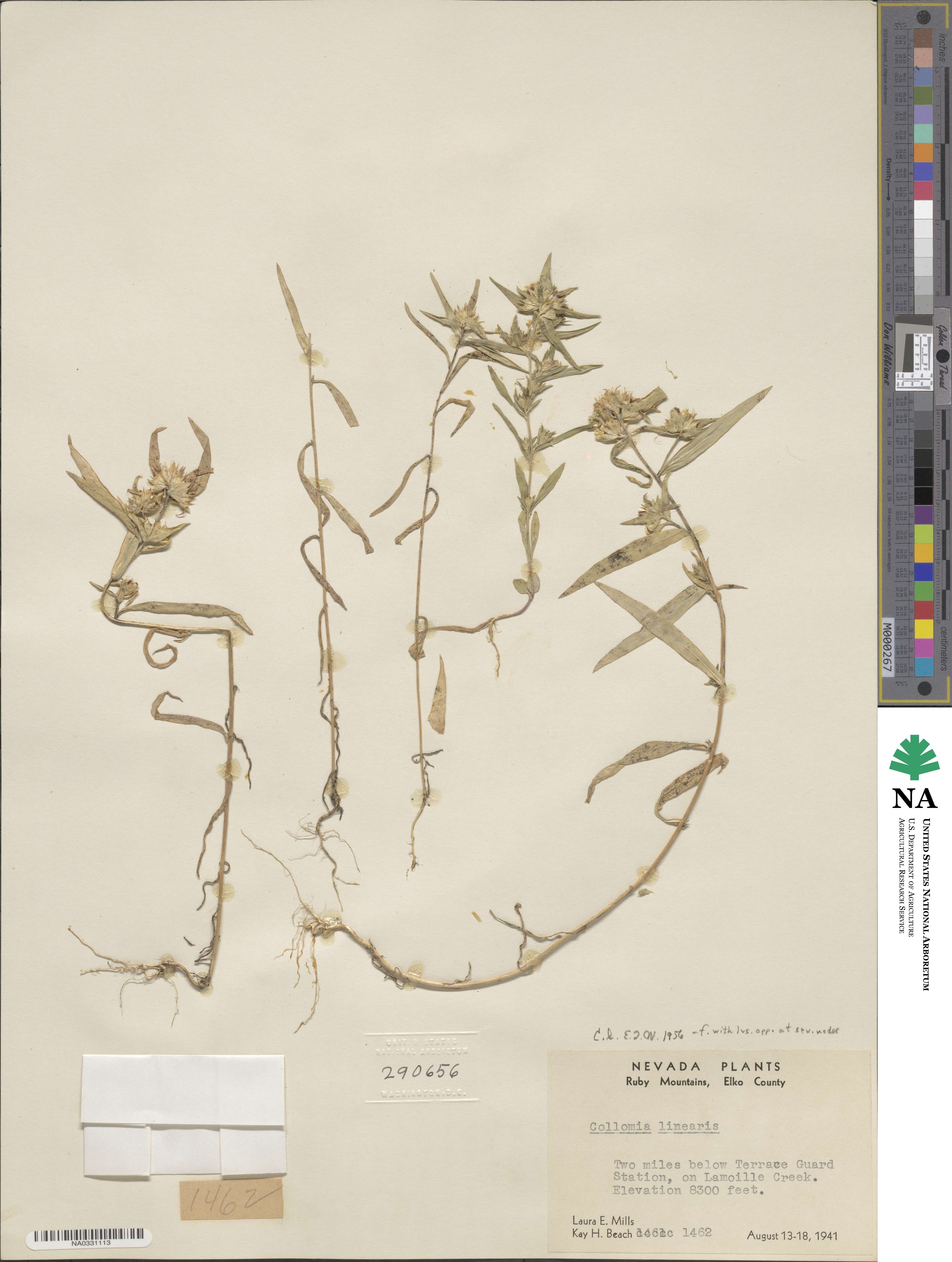 Collomia linearis image