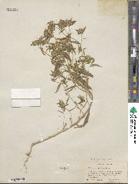 Collomia linearis image