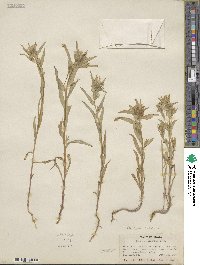 Collomia linearis image