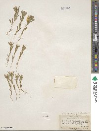 Collomia linearis image