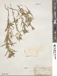 Collomia linearis image