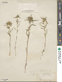 Collomia linearis image