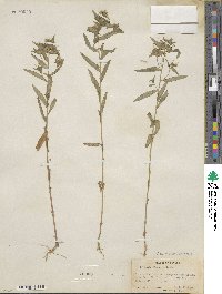 Collomia linearis image