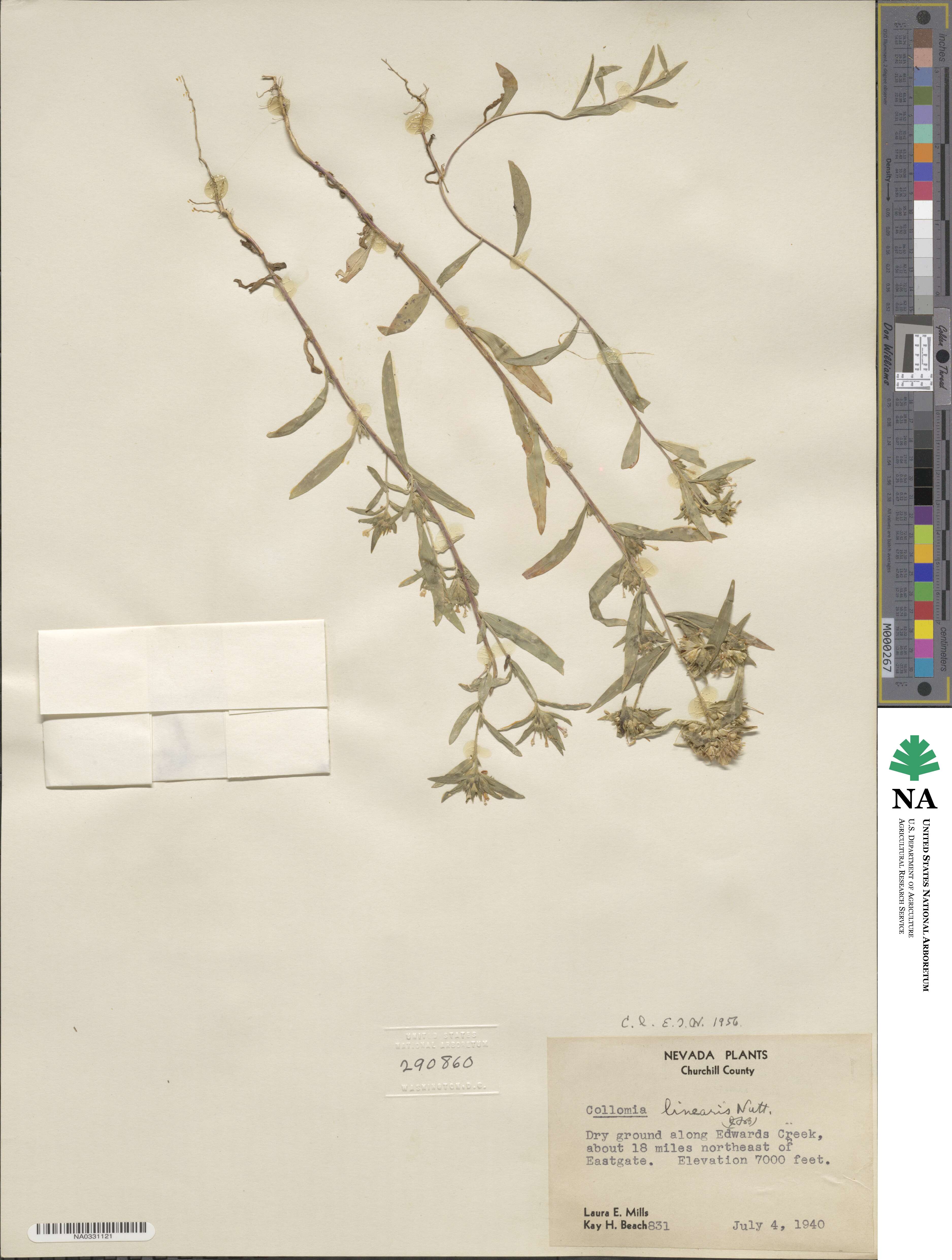 Collomia linearis image