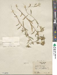 Collomia linearis image