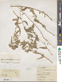 Collomia linearis image